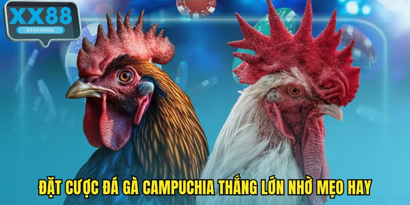Đặt cược đá gà Campuchia thắng lớn nhờ mẹo hay