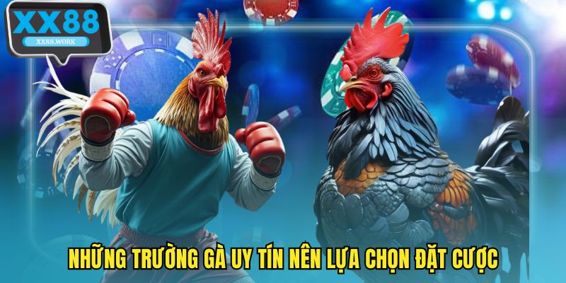 Những trường gà uy tín nên lựa chọn đặt cược