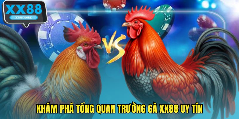 Khám phá tổng quan trường gà XX88 uy tín