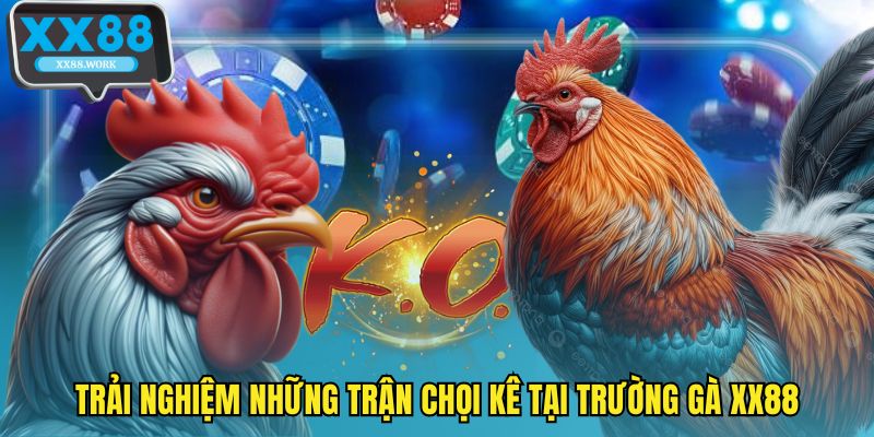 Trải nghiệm những trận chọi kê tại trường gà XX88